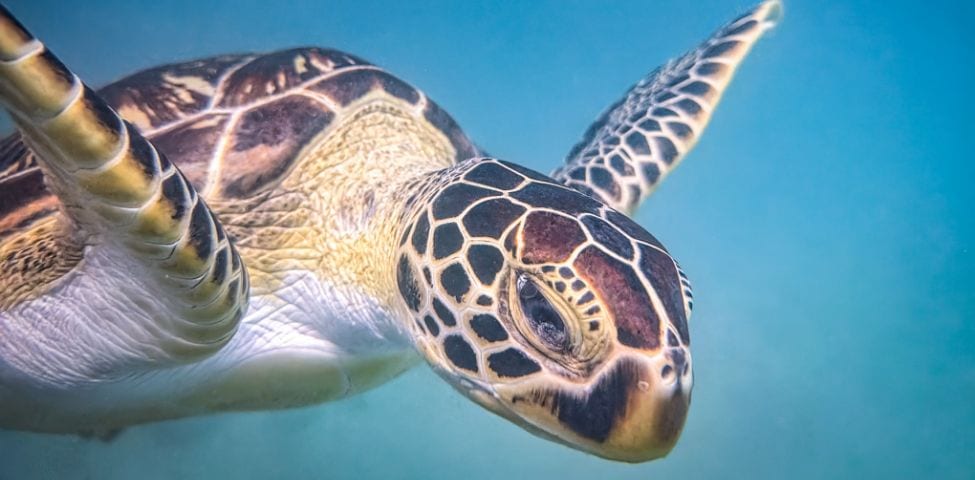 Biodiversità Zanzibar