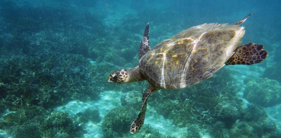 Tartarughe Madagascar